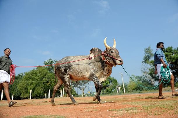 A bull being led to a venue (ARUN SANKAR/AFP/Getty Images)